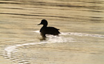 Gadwall Silhouette